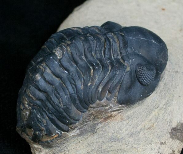 Bargain Reedops Trilobite - Inches #6913